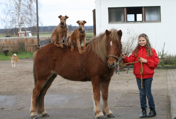 Zwei Terrier auf dem Pferd